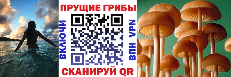 Галлюциногенные грибы прущие грибы  Купить  Ишим 